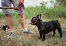 Lead Animal Welfare Auditor